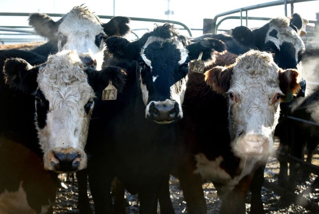 The 2018 Live Cattle price forecast and strategy is a very important bulletin to trade Live Cattle with an intelligent approach. The Forecast Model suggests the most important trends of the year with a high rate of success