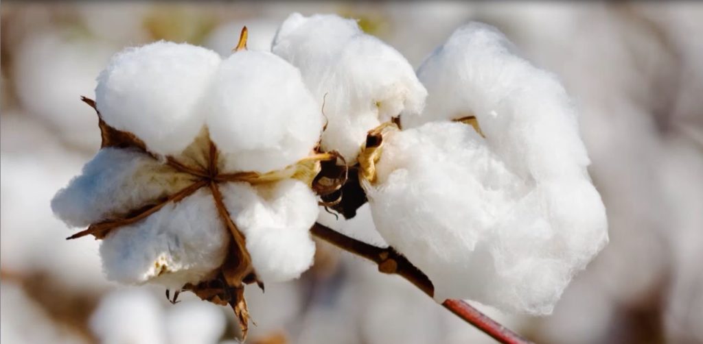 2022 Cotton Price Forecast & Strategy Bulletin